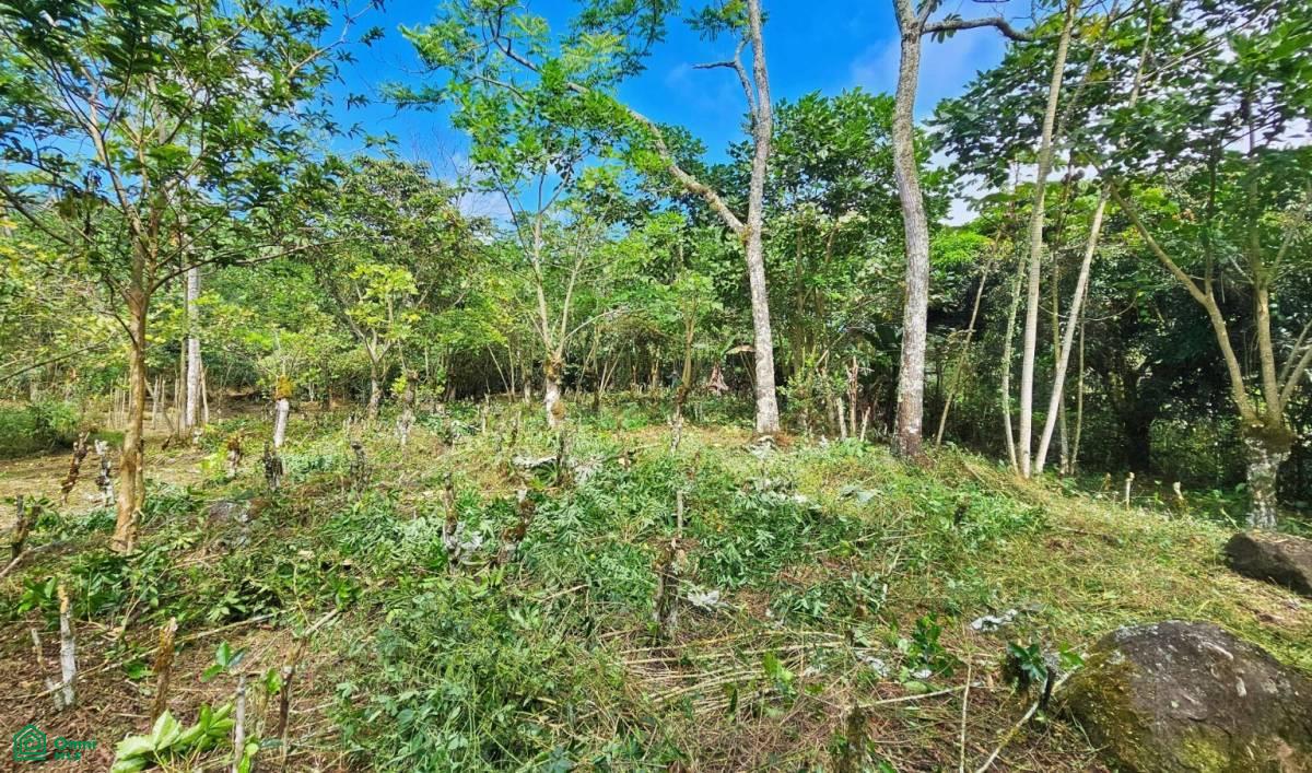Finca Tierra Negra , San Pedro, Perez Zeledon, San Jose