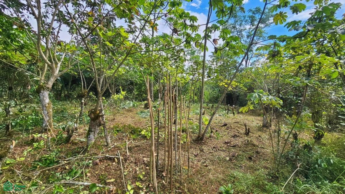 Finca Tierra Negra , San Pedro, Perez Zeledon, San Jose