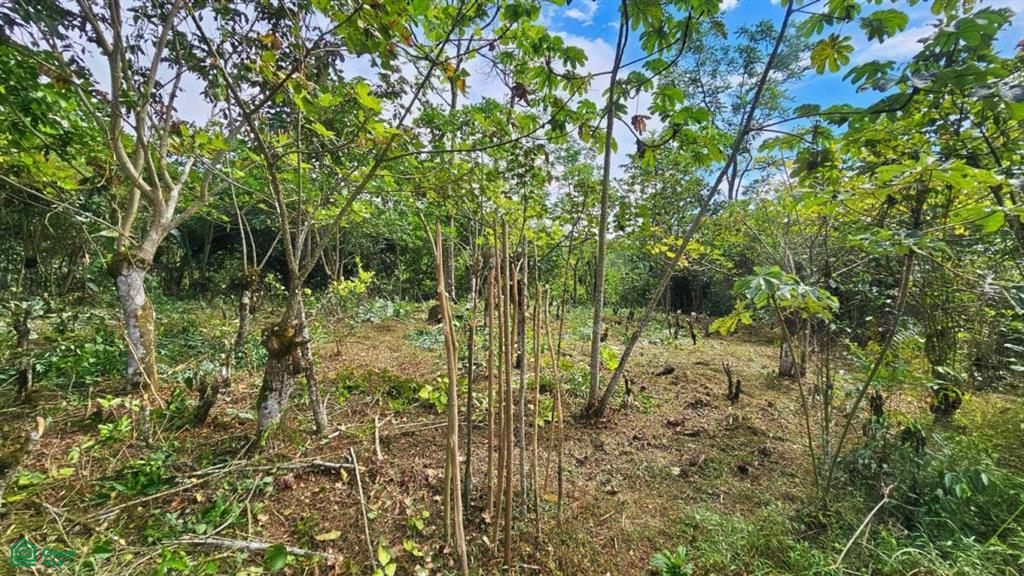 Finca Tierra Negra , San Pedro, Perez Zeledon, San Jose