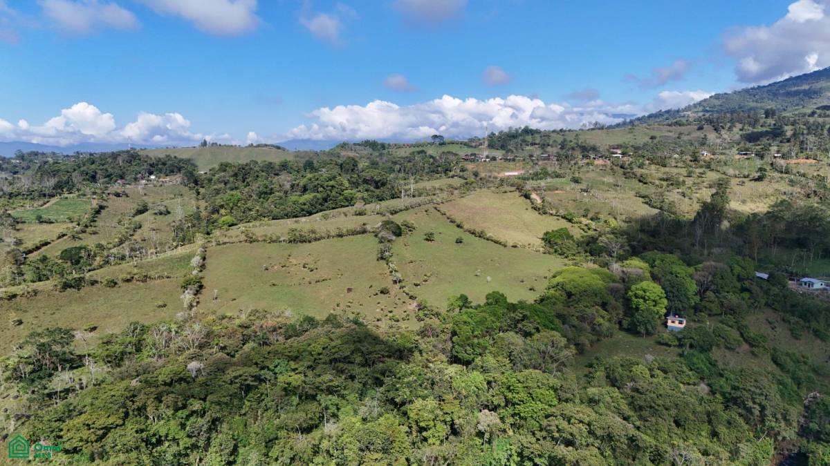 Finca Vida Orgánica , Cajón, Perez Zeledon, San Jose