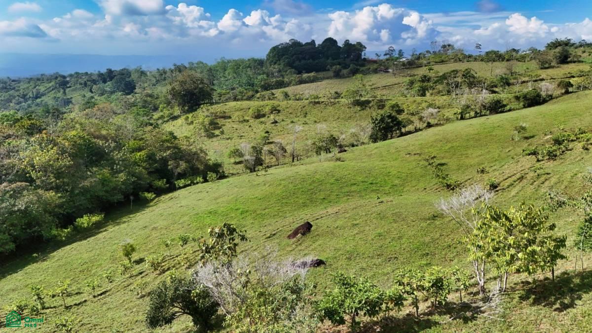 Finca Vida Orgánica , Cajón, Perez Zeledon, San Jose