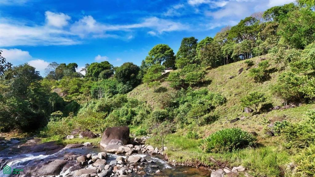 Finca Vida Orgánica , Cajón, Perez Zeledon, San Jose