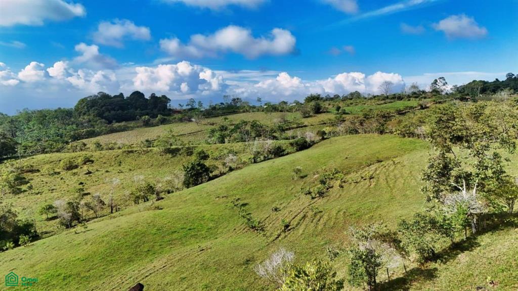 Finca Vida Orgánica , Cajón, Perez Zeledon, San Jose