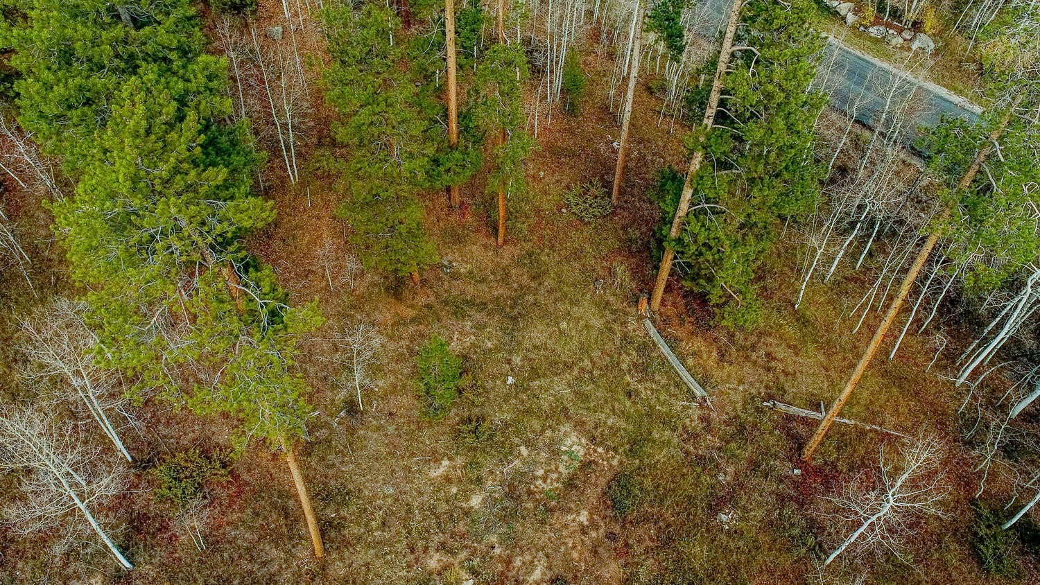 1650 Falcon CIRCLE