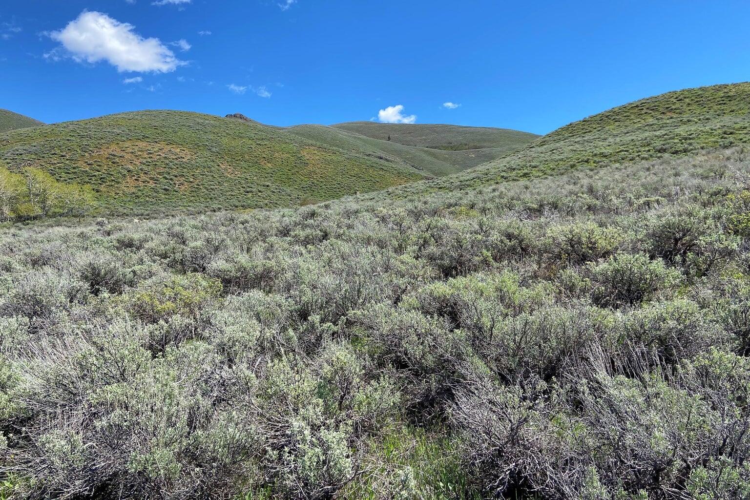 201 Nez Perce