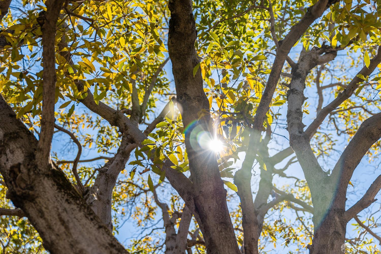 2615 Alameda De Las Pulgas