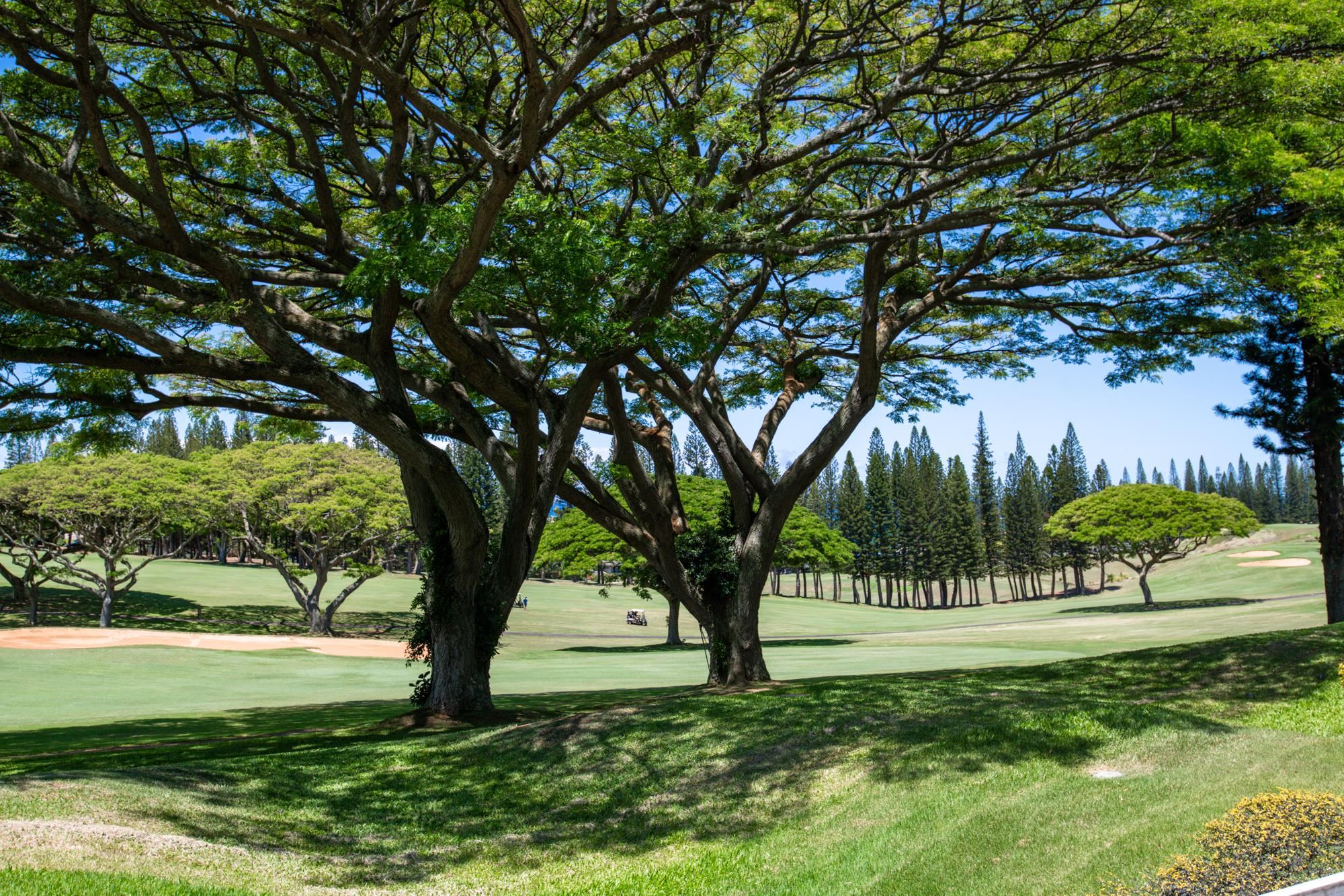 500 KAPALUA Dr Unit: 14 P 3-4