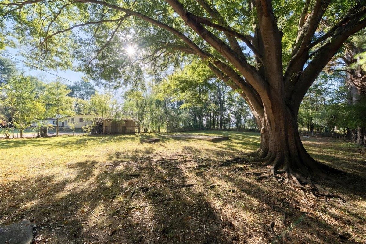 Shaded backyard with a massive spreading tree, lawn, and two low rectangular features.