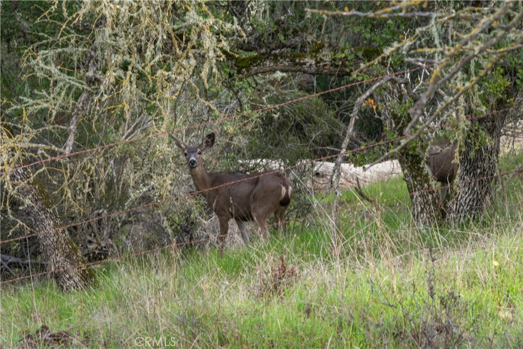 11355 Nacimiento Lake Drive