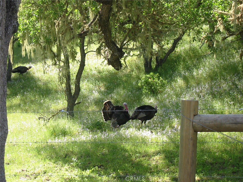 11355 Nacimiento Lake Drive