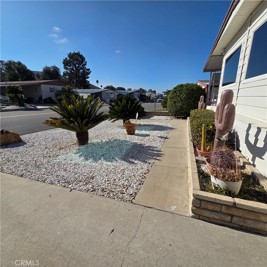 30930 Paradise Palm