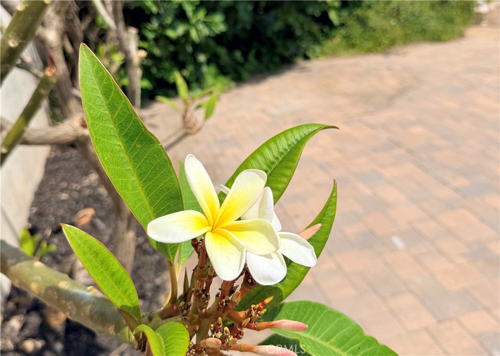 1147 N Island Avenue