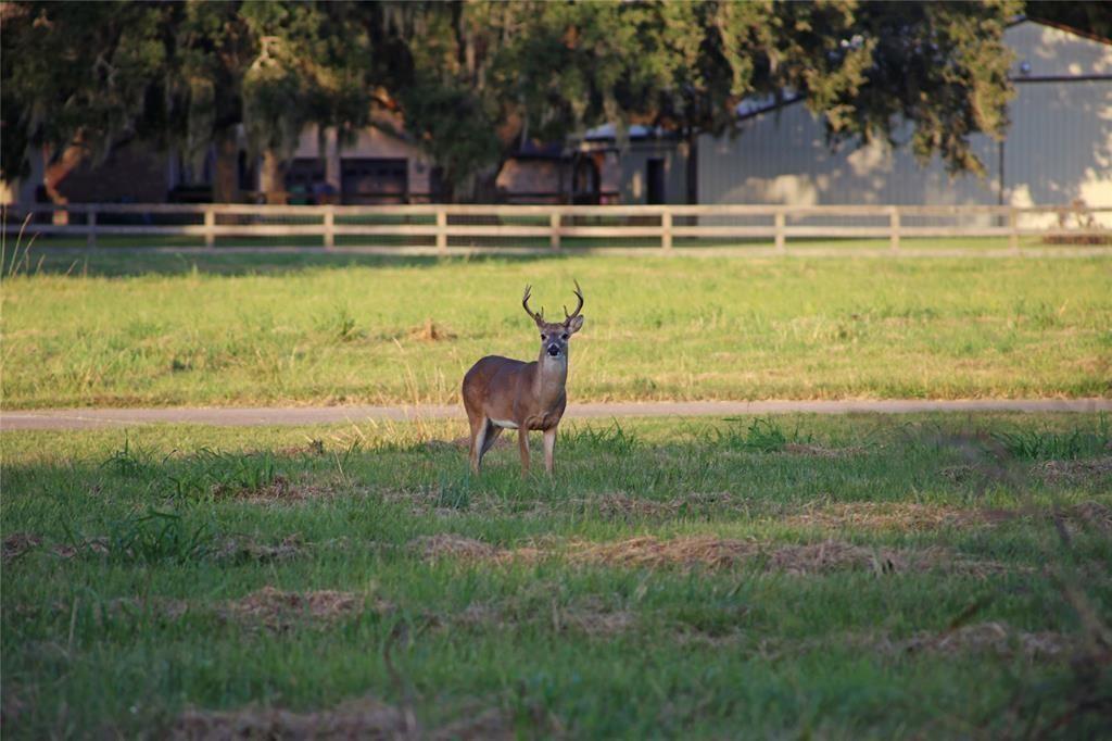 106 Horse Shoe Trail