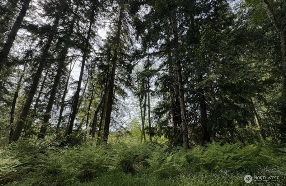Wooded property with tall evergreen trees and lush ferns.