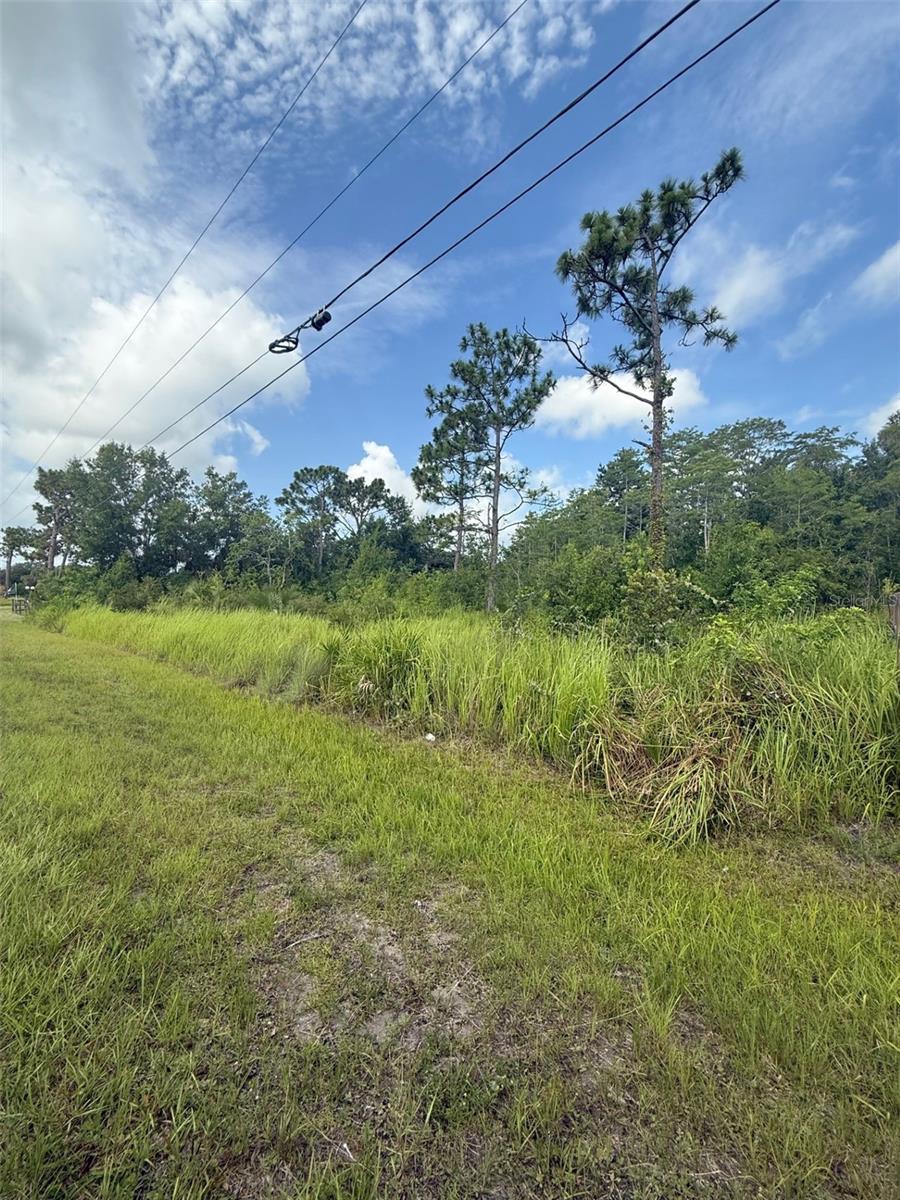 Grassy vacant lot with a rough track, pine trees, and overhead utility lines.