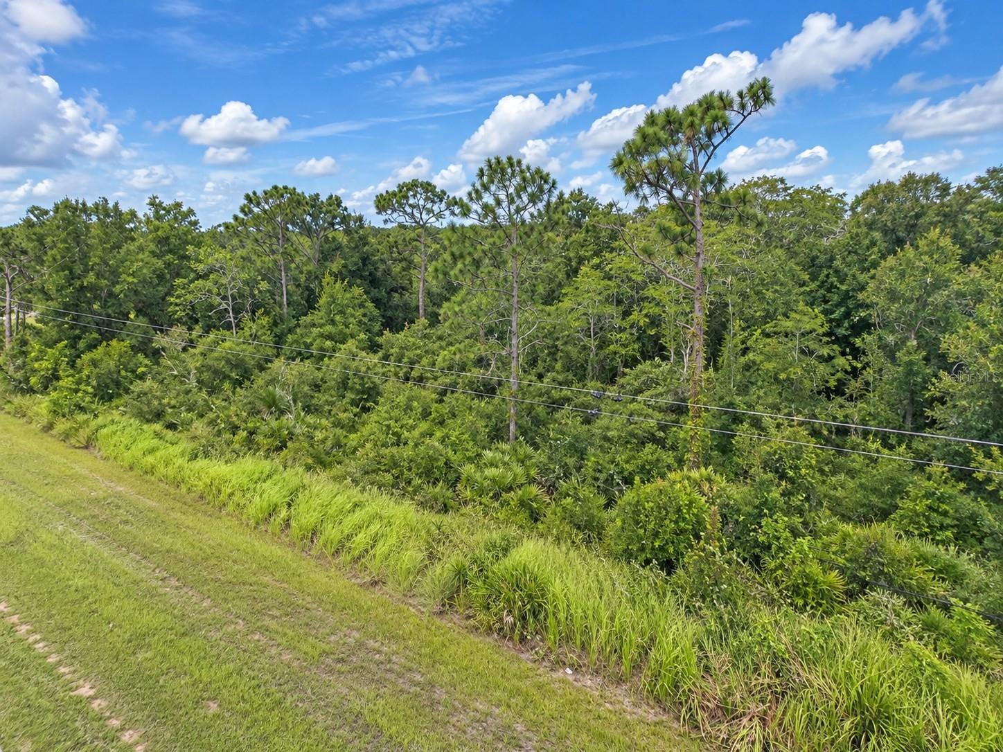 Wooded vacant lot with a grassy roadside verge and overhead utility lines.