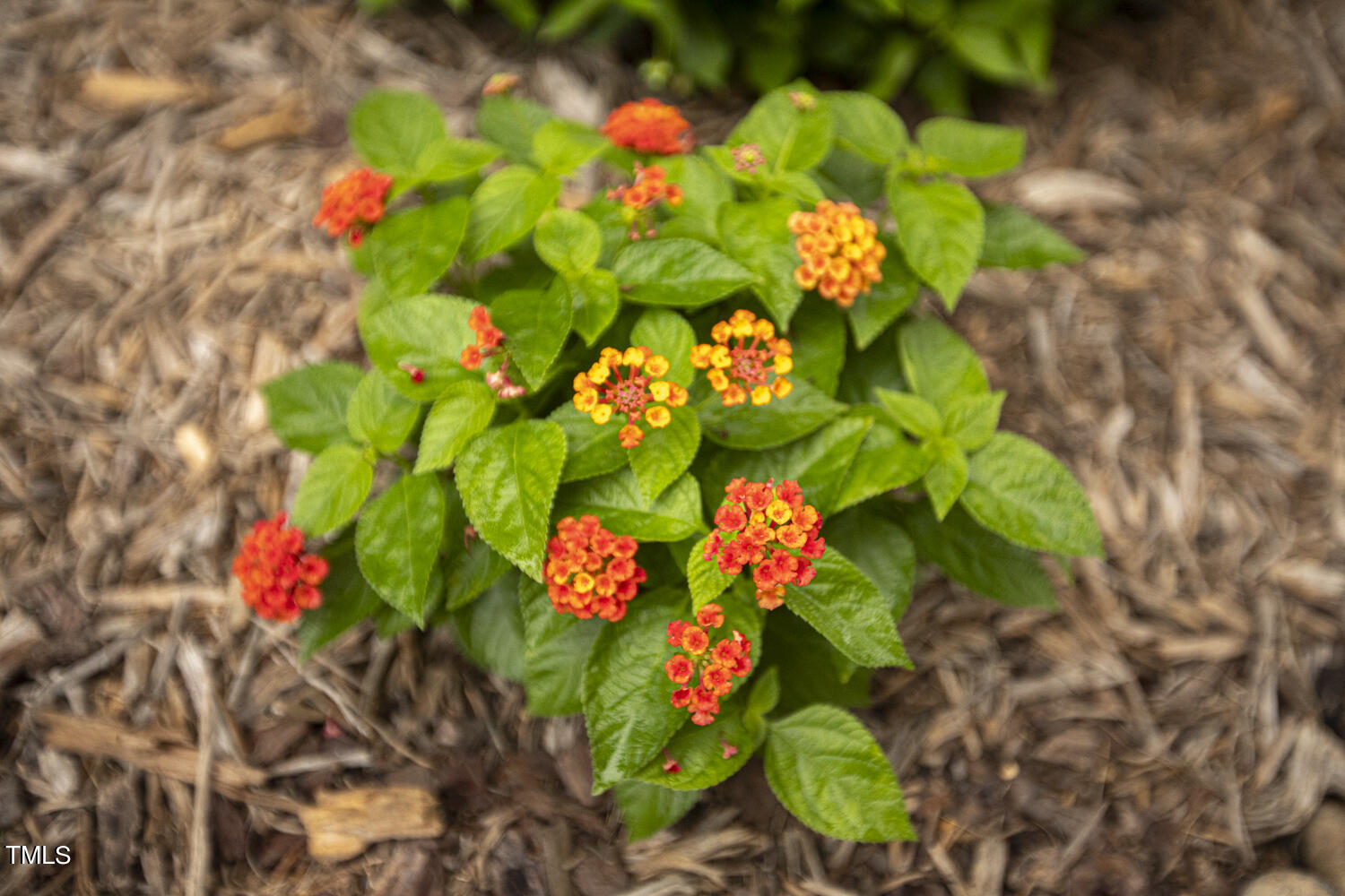 1436 Big Falls Drive