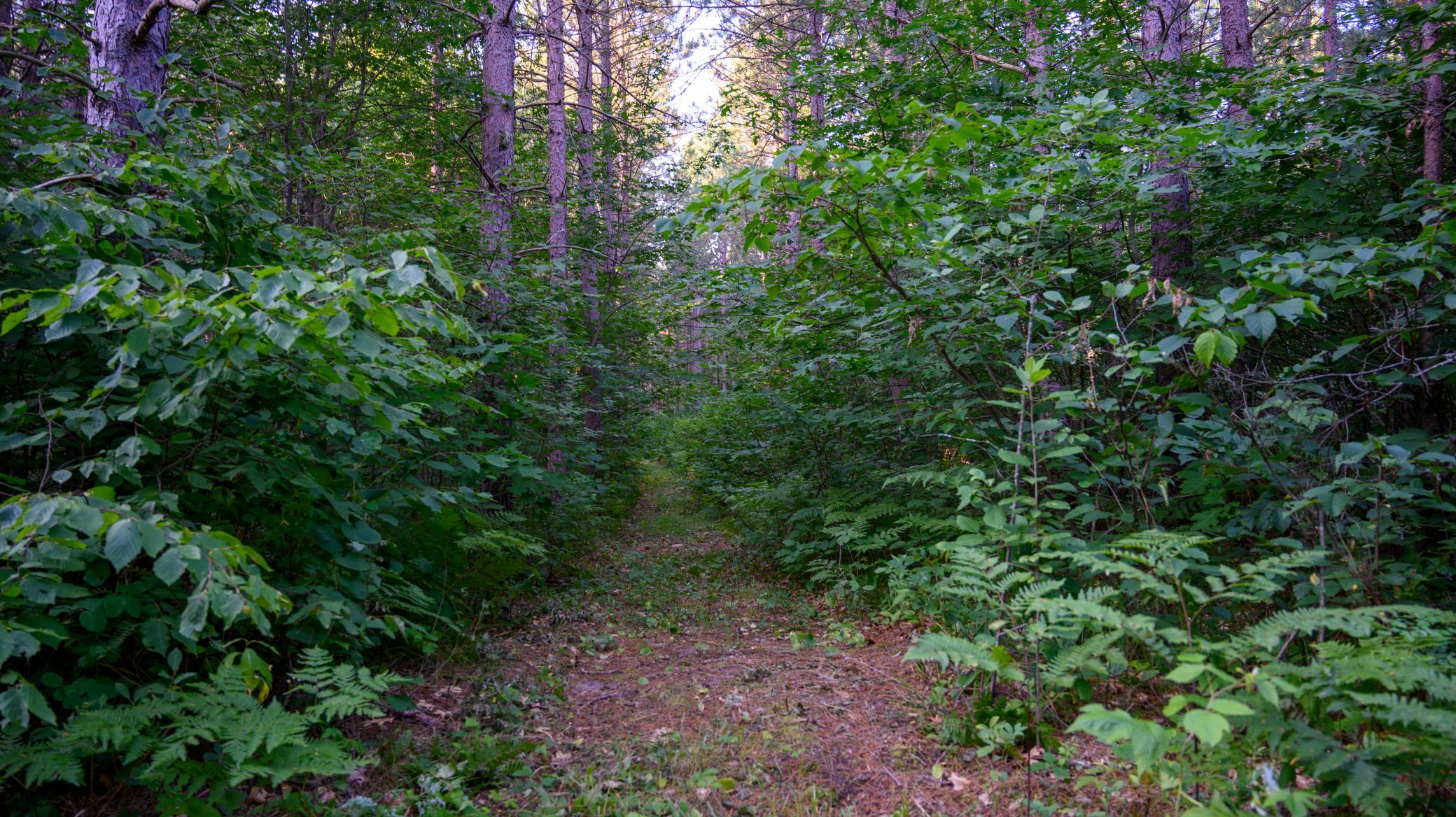 NESW Forest Road 3845 NE