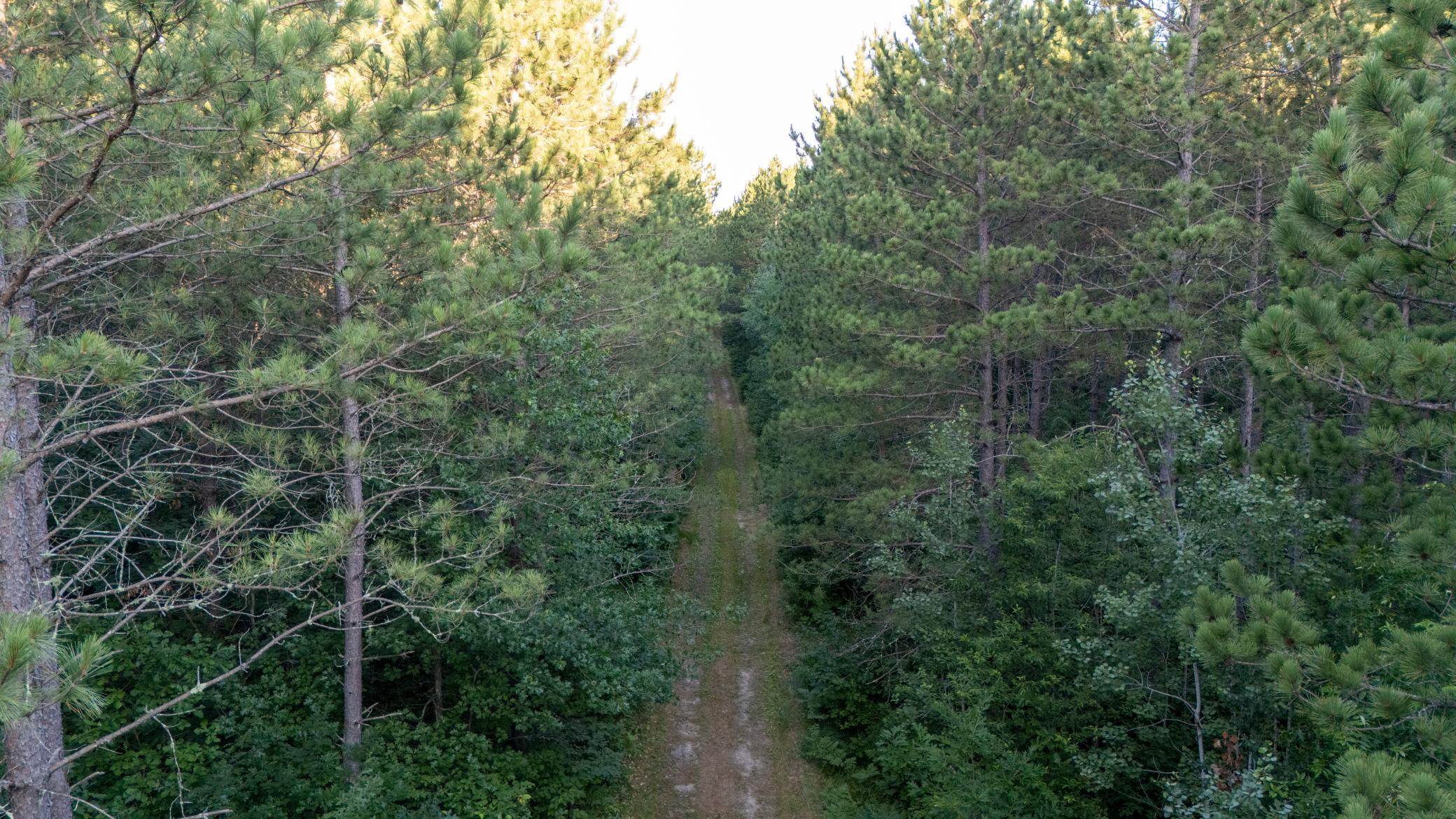NESW Forest Road 3845 NE