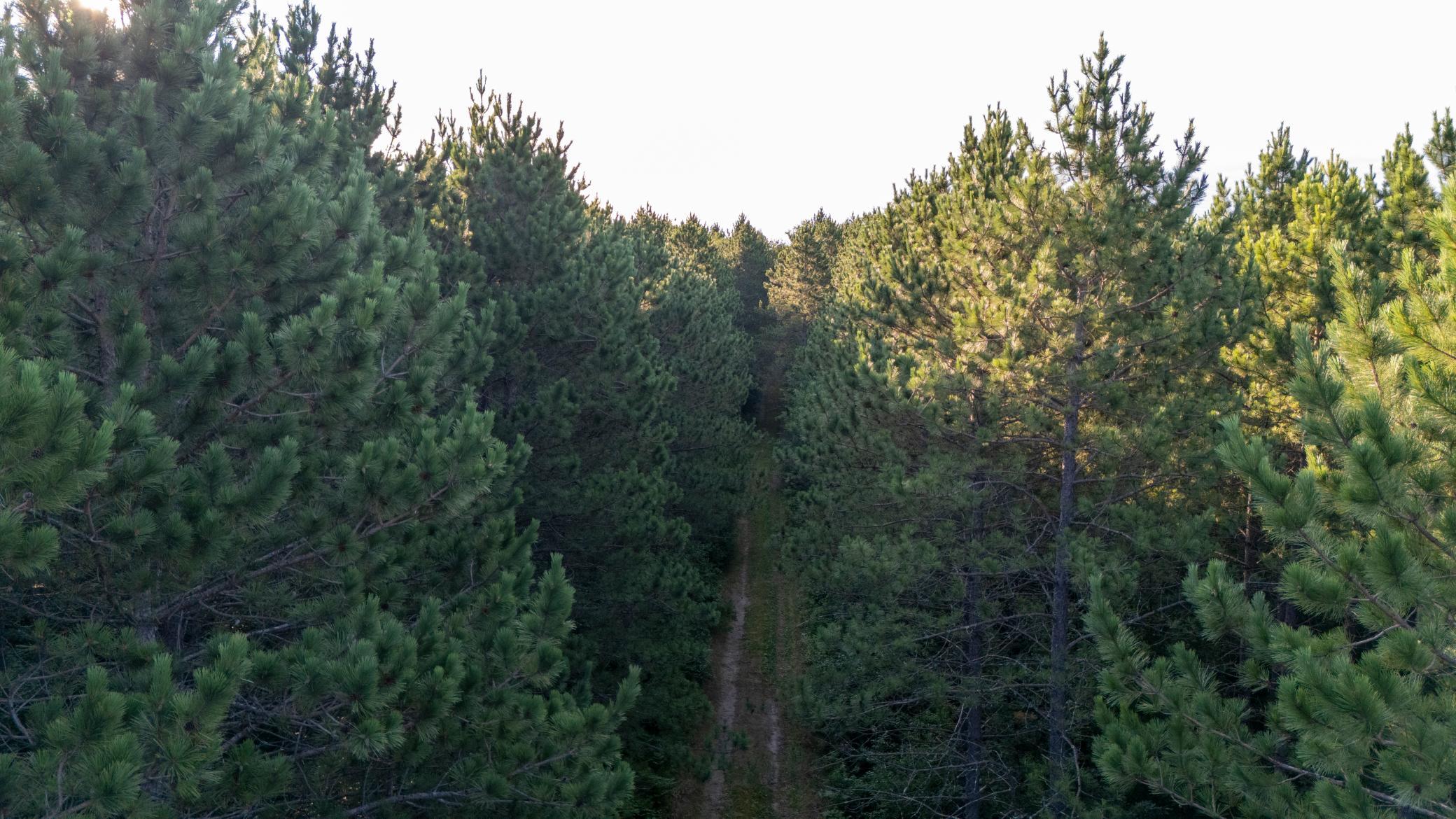 NESW Forest Road 3845 NE