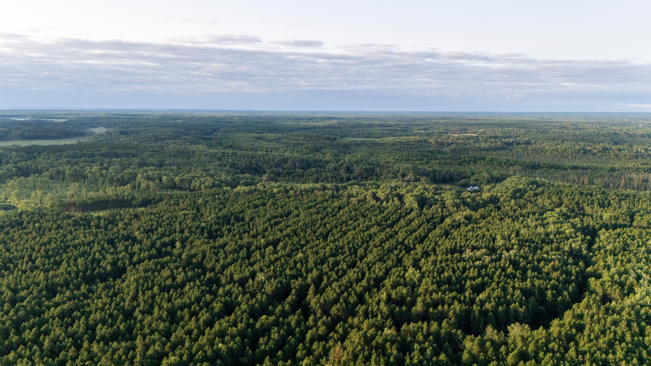 NESW Forest Road 3845 NE