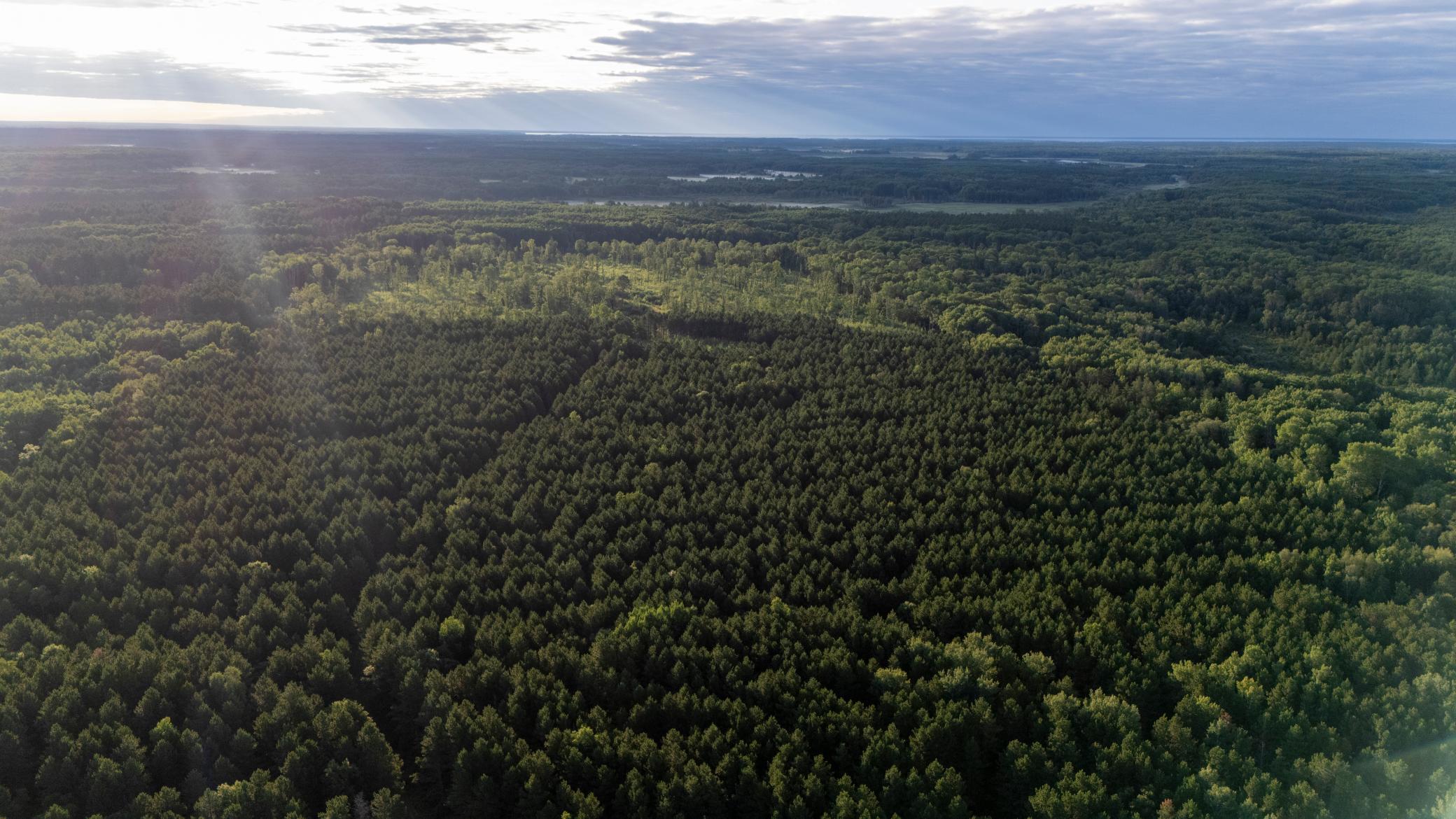 NESW Forest Road 3845 NE