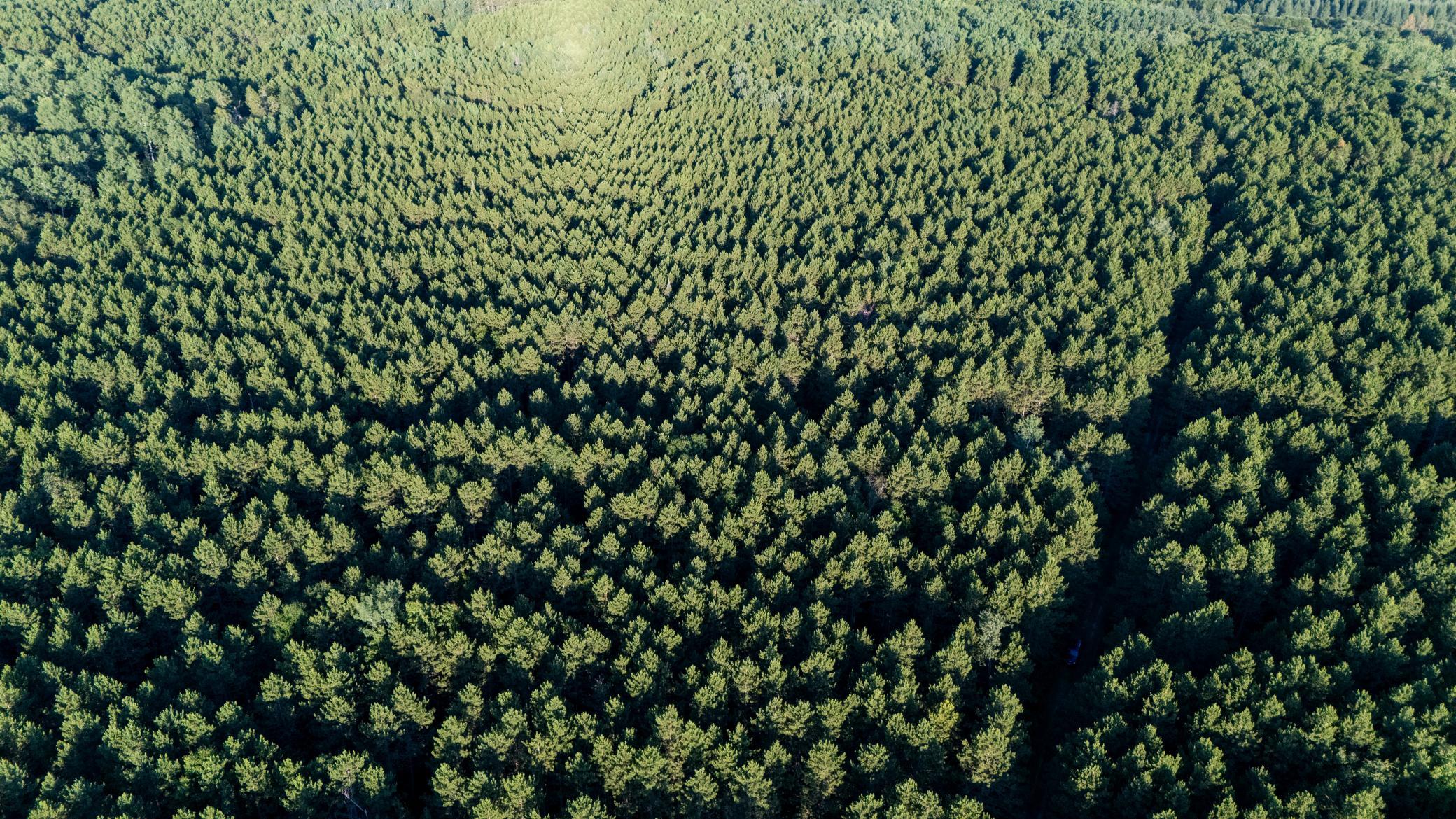 NESW Forest Road 3845 NE