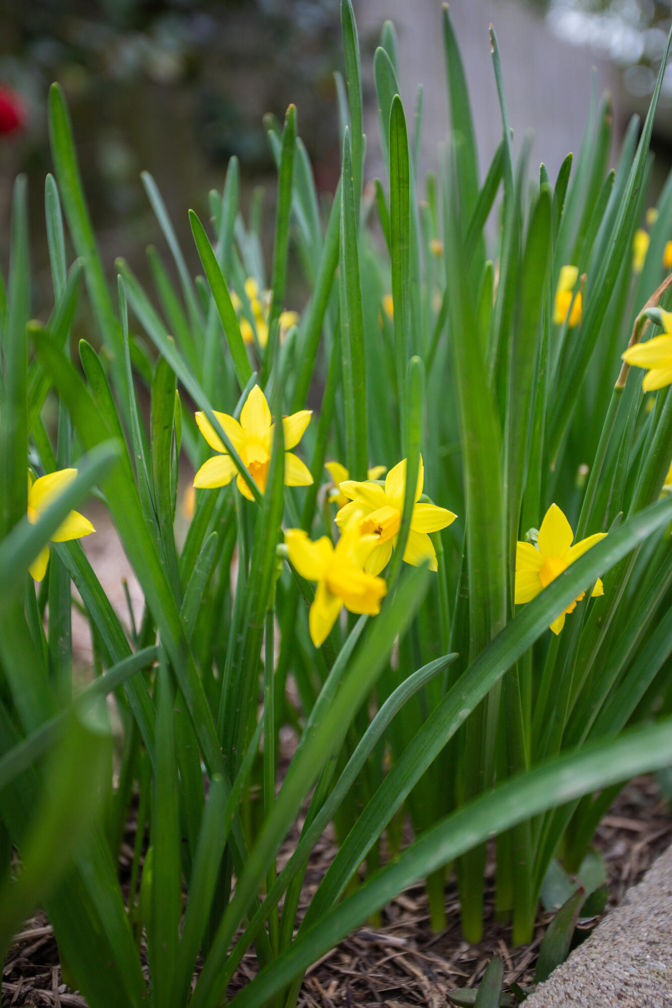 7075 Del Norte Drive