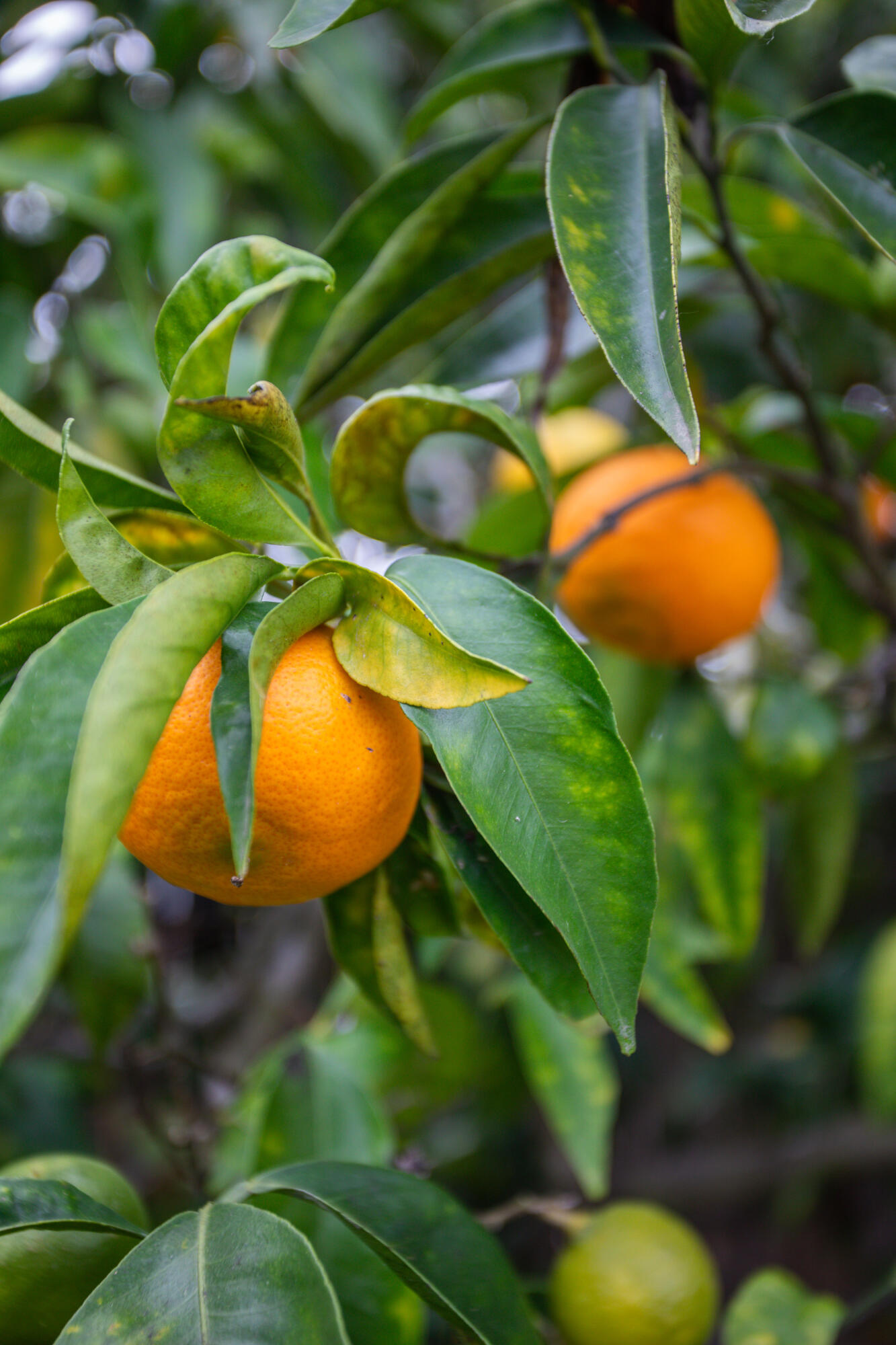 7075 Del Norte Drive