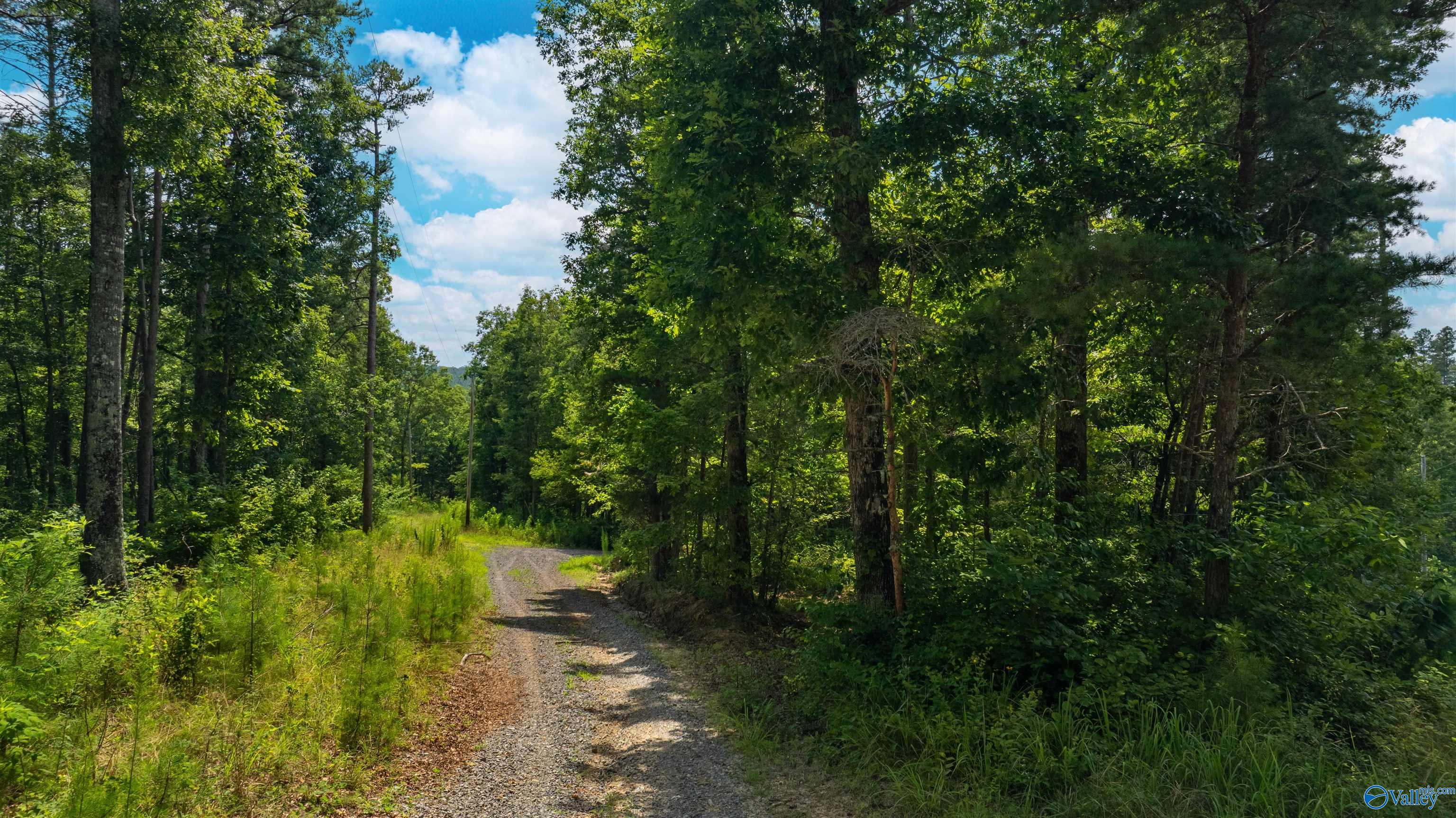 Wooded acreage with a curving gravel driveway beneath tall trees.