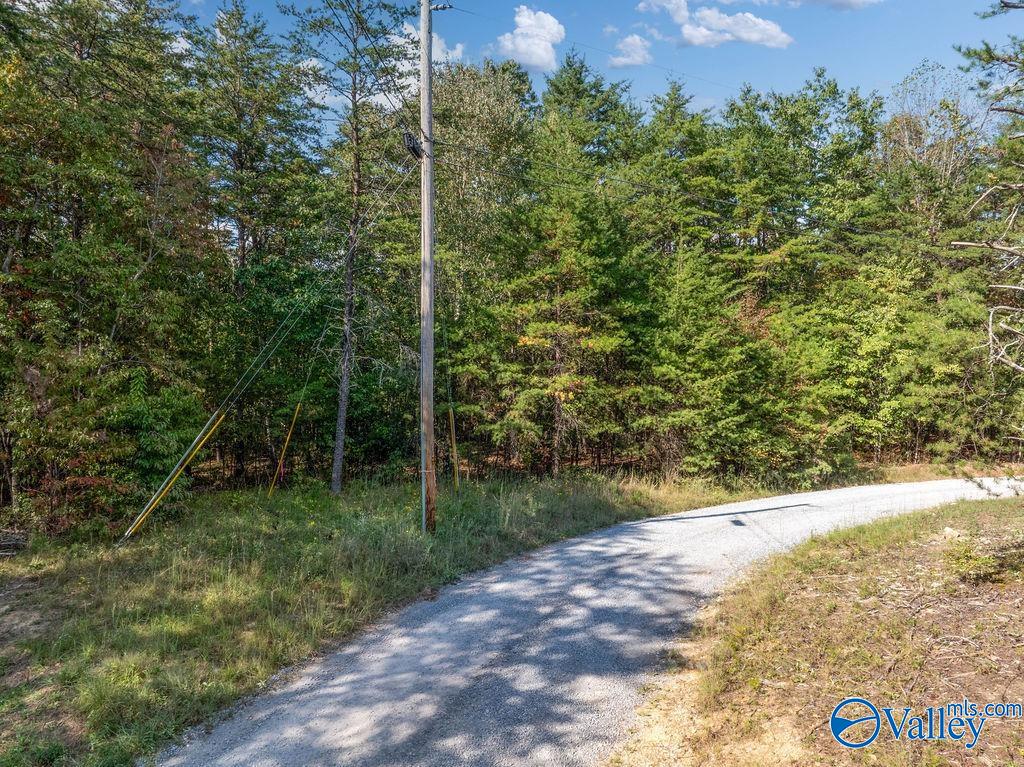 Wooded vacant lot beside a paved road, with a utility pole at the roadside.