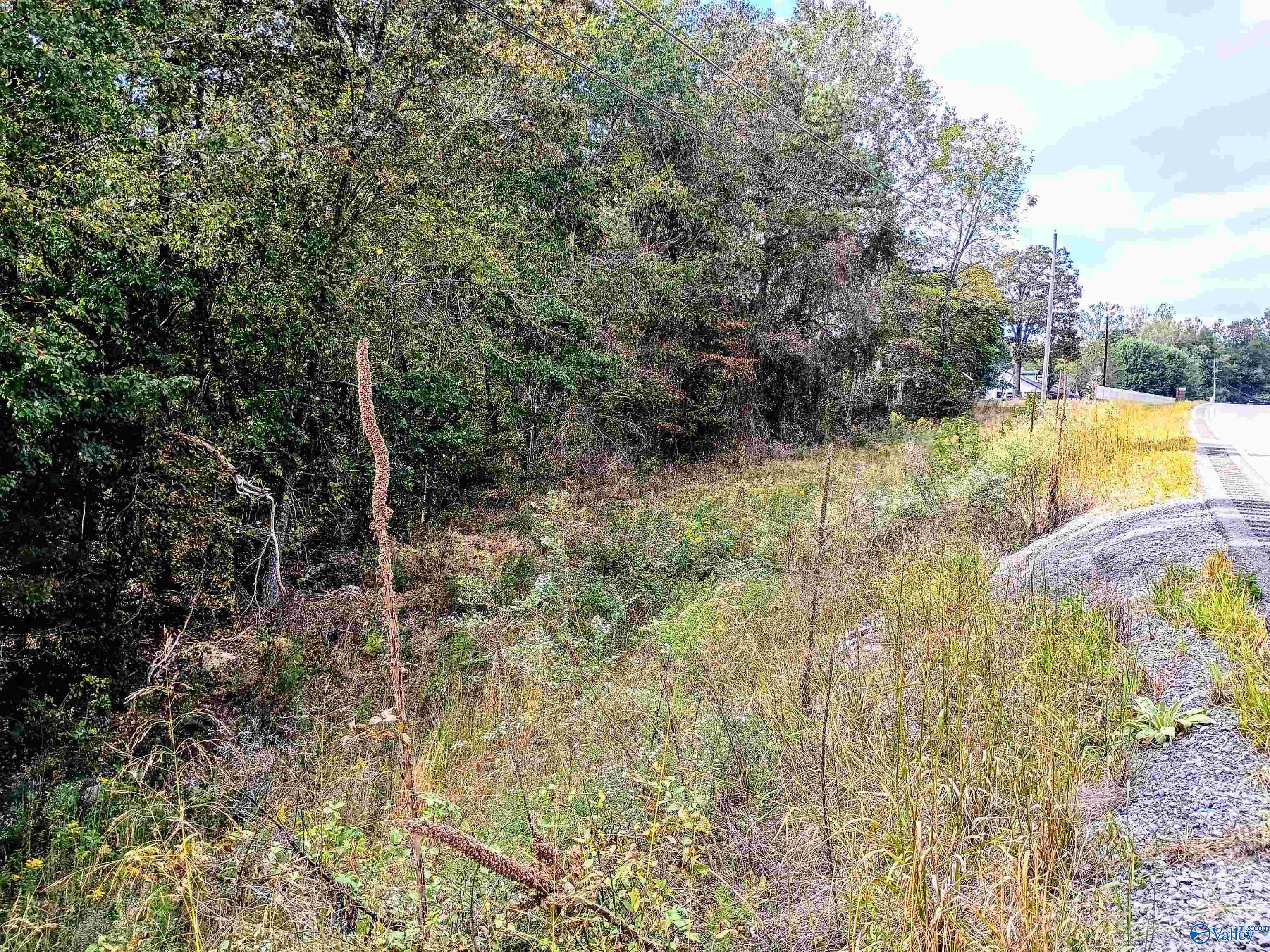Wooded roadside lot with tall grasses, dense trees, and a gravel shoulder.