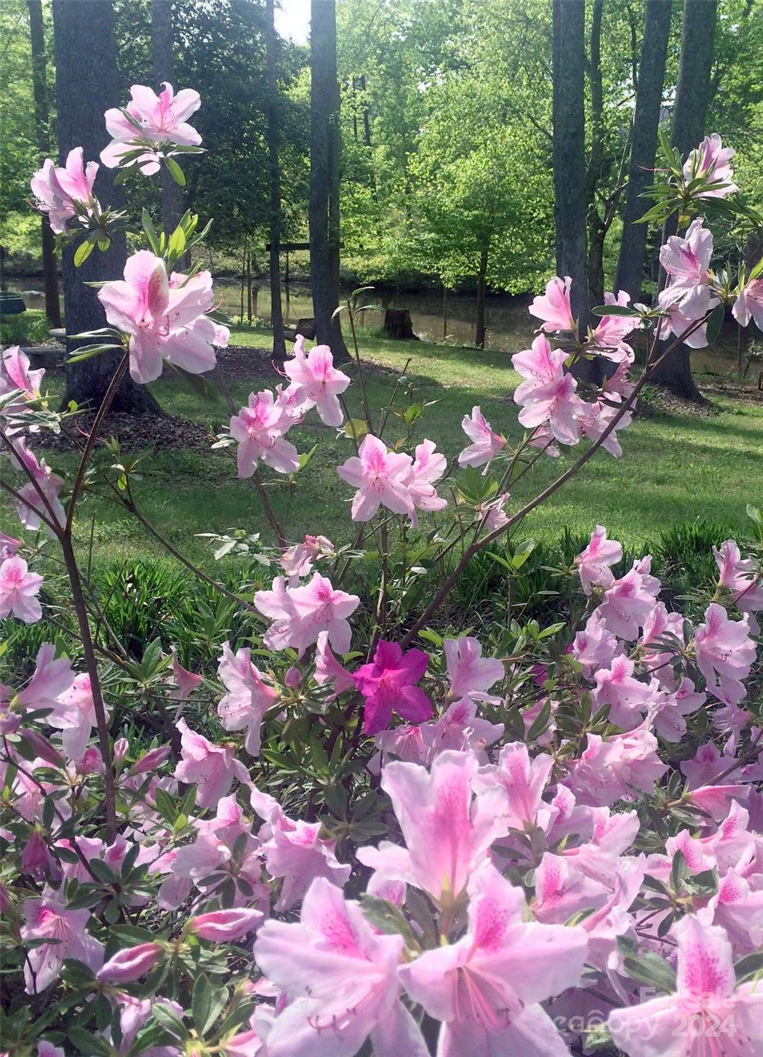 1135 Arabian Farm Road