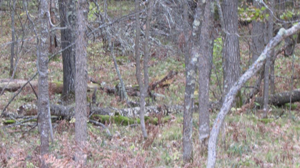 Lot 2 Blk 1 Falling Leaf Trail