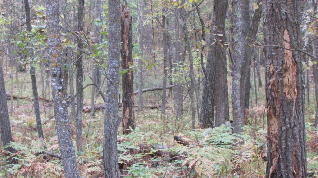 Lot 5 Blk 1 Falling Leaf Trail