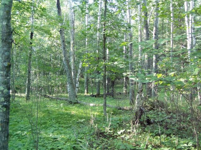 Lot 9 Blk 1 Falling Leaf Trail
