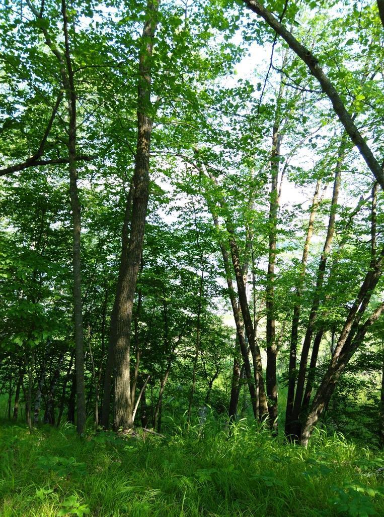 XXX Crow Point Trail