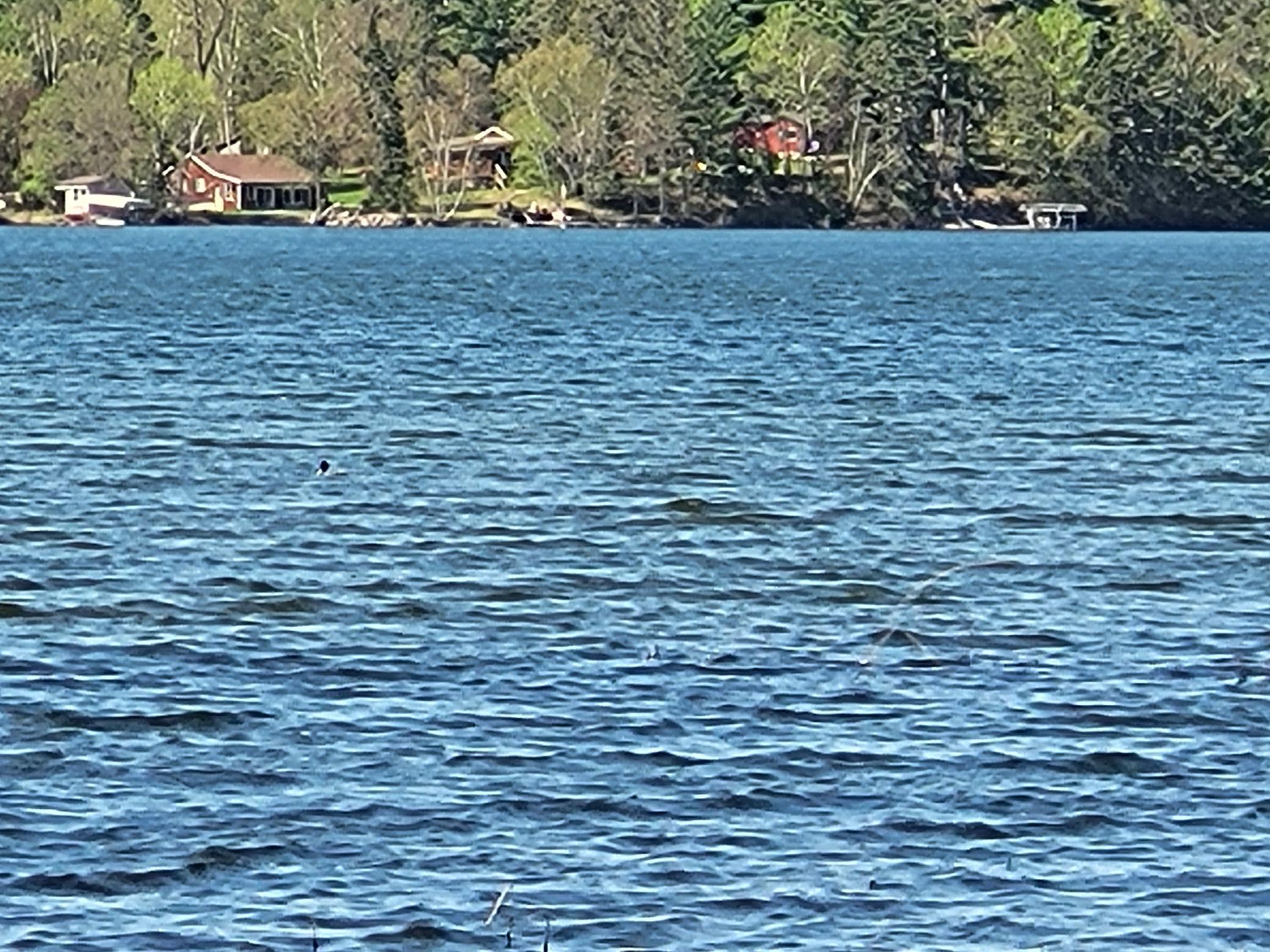 39710 Bald Eagle Haven Road