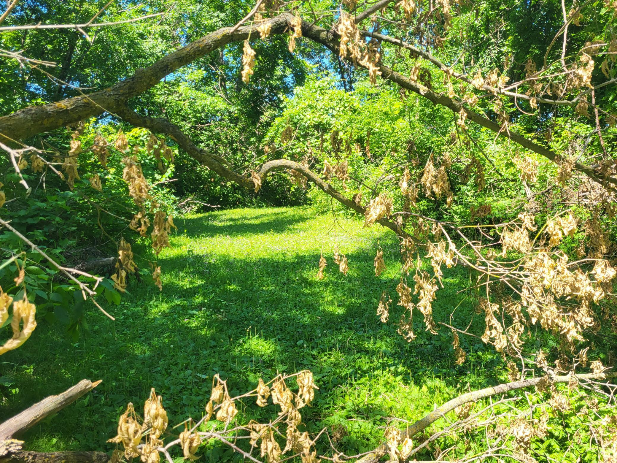 Lot 5 Big Chip Trail NW