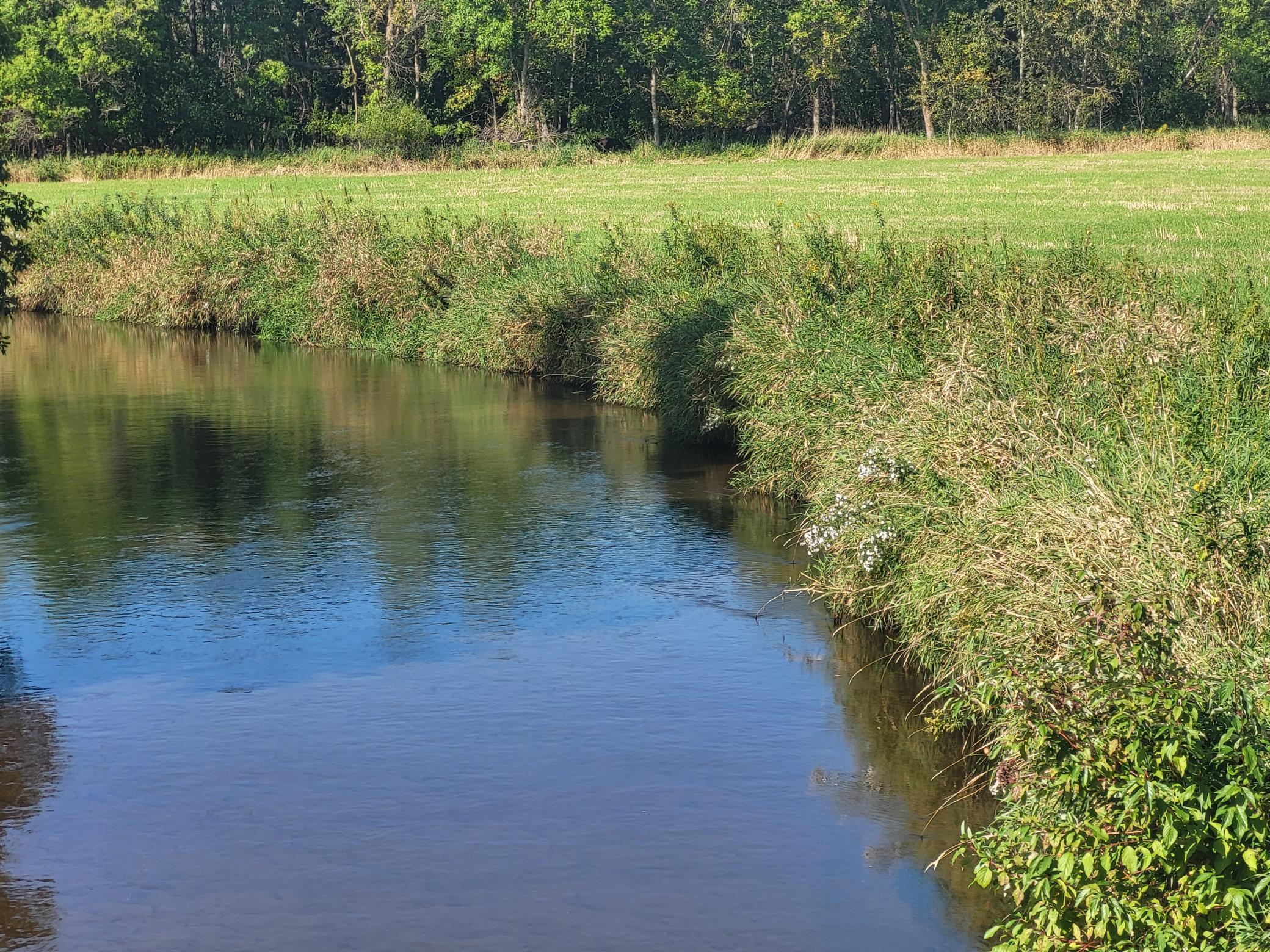 Creek bordered by tall reeds, with a grassy field and trees beyond.