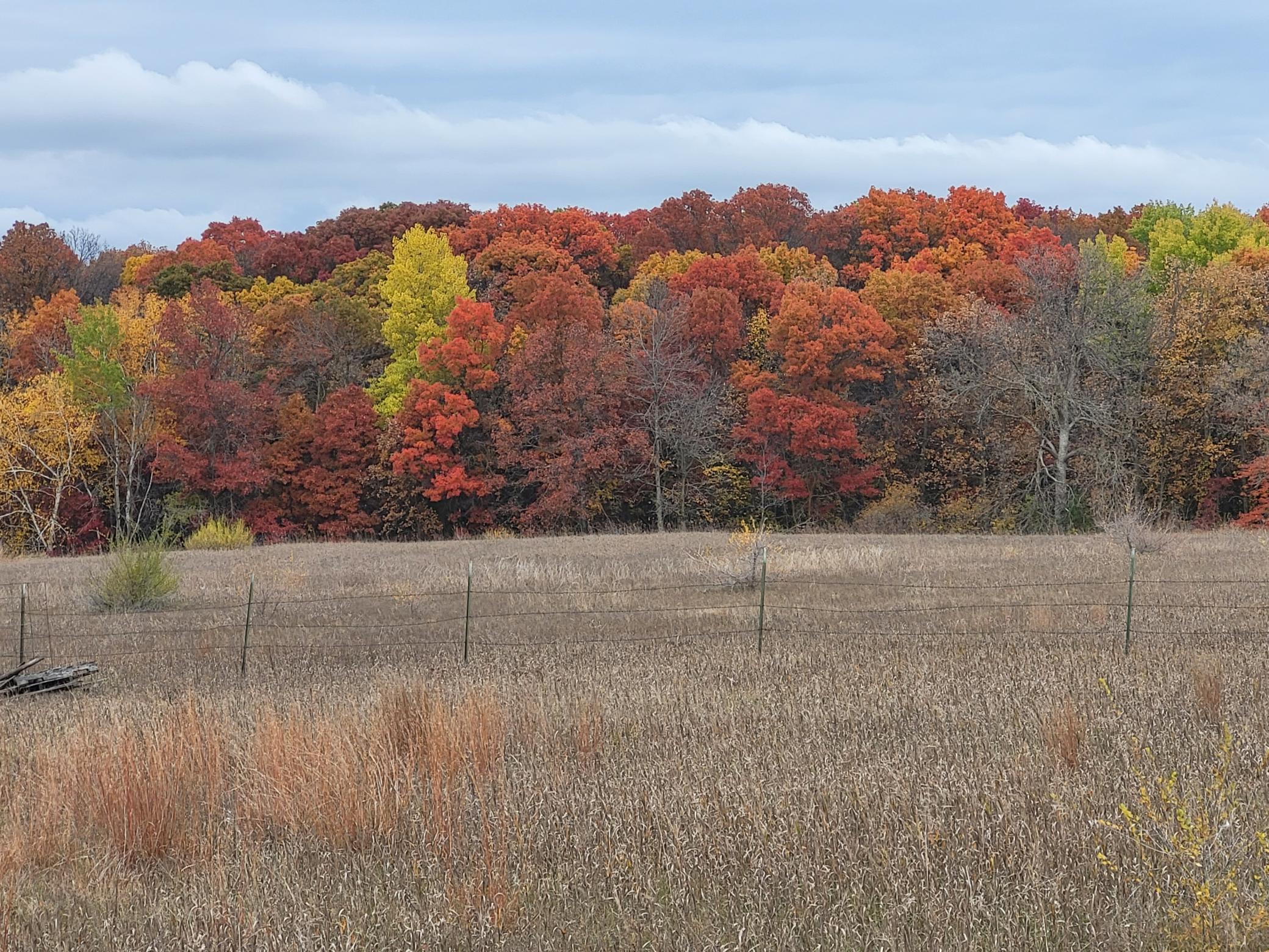 Grassy field and fence bordered by a dense tree line with colorful autumn foliage.