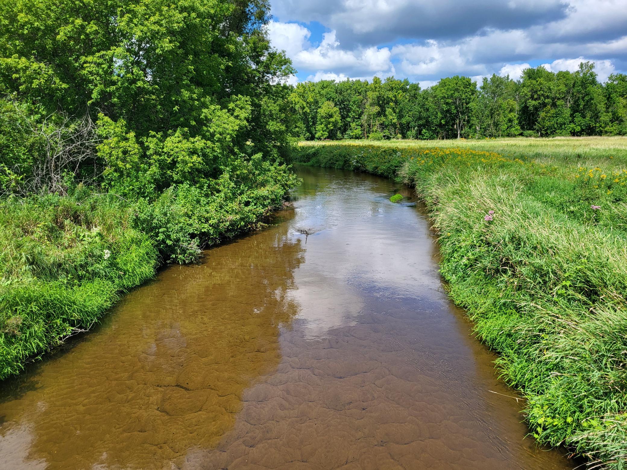 Shallow creek bordered by grassy banks and dense green trees.