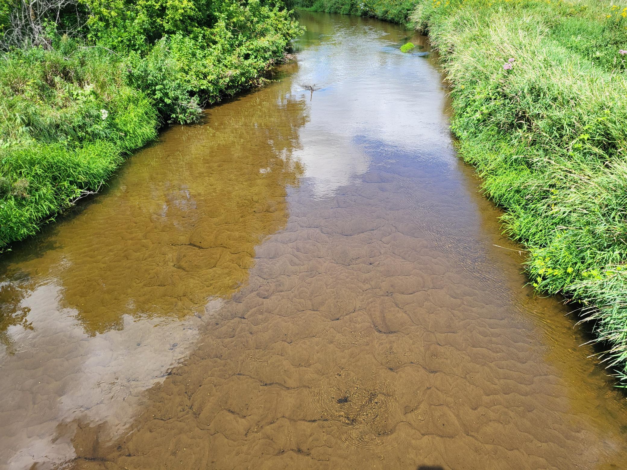 Shallow stream with a sandy bottom and lush green banks.