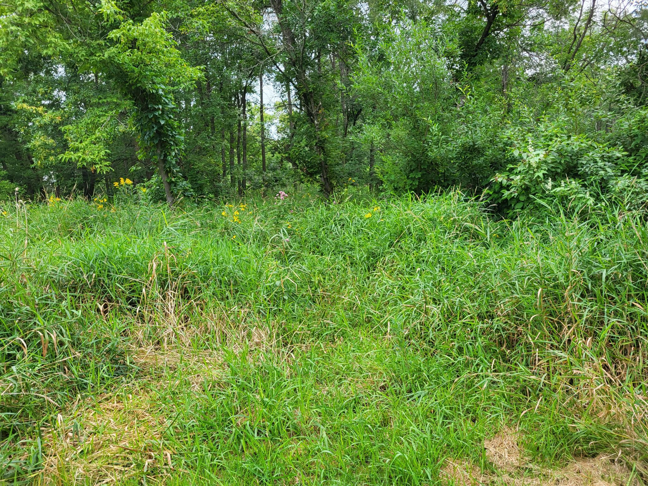 Grassy clearing with wildflowers bordered by dense summer woodland.