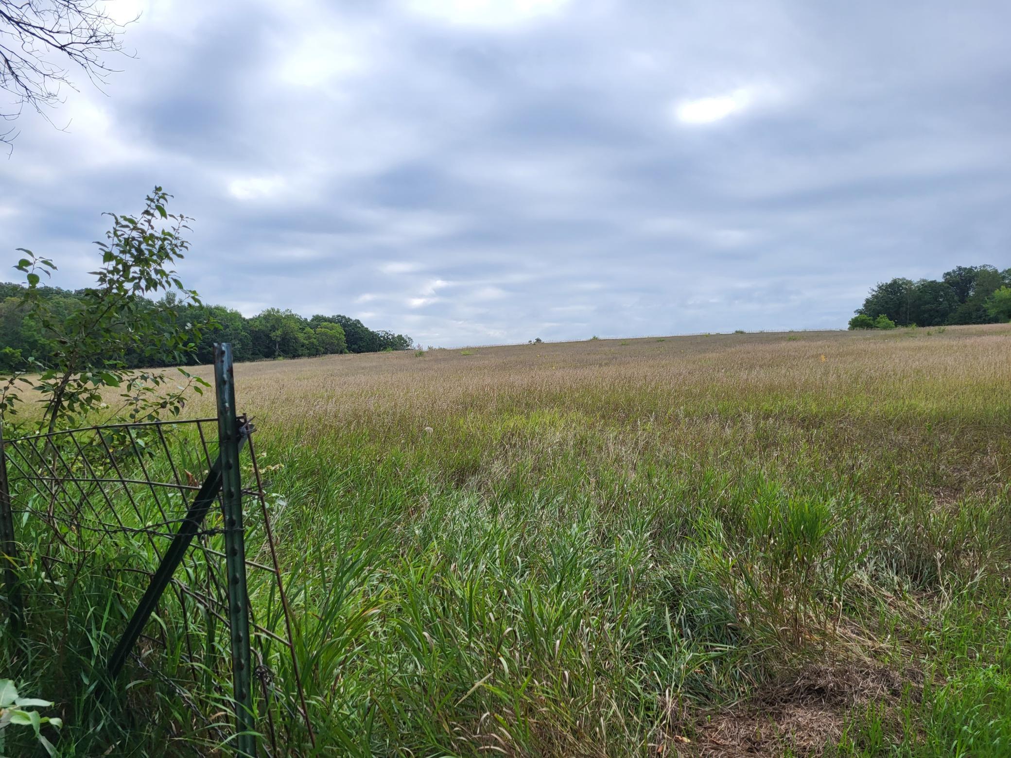 Rural grassy field behind a metal gate, bordered by trees beneath an overcast sky.