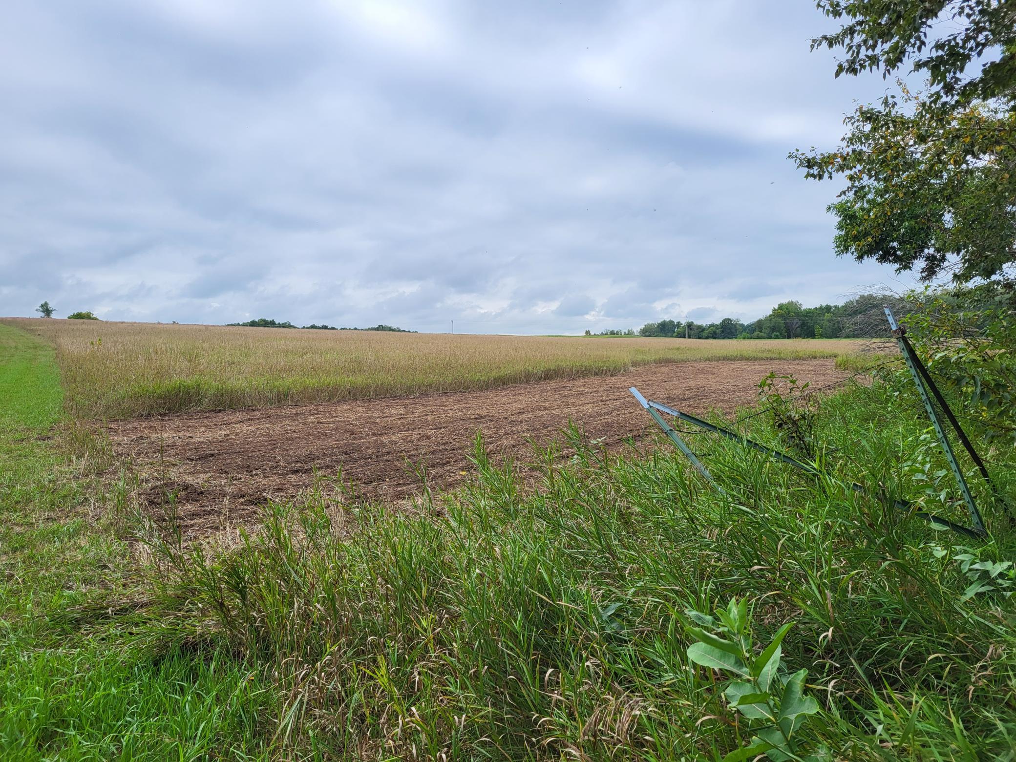 Rural farmland with standing crops, a harvested strip, tall grasses, and a leaning fence.
