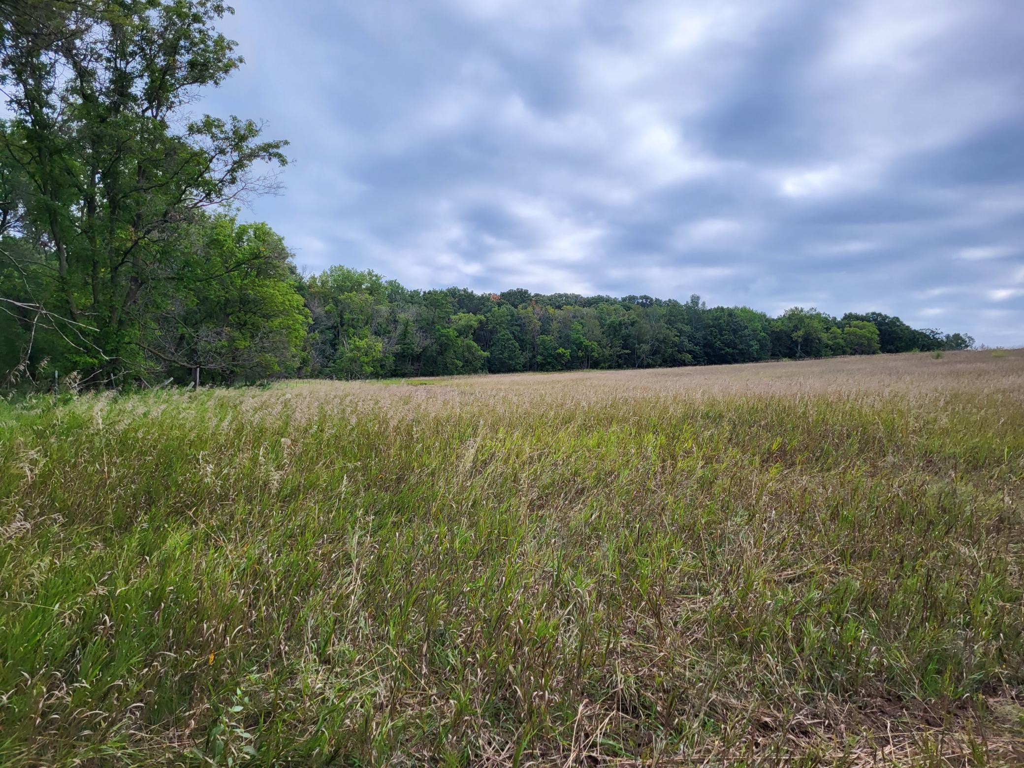 Rural field of tall grasses bordered by woods beneath a cloudy sky.