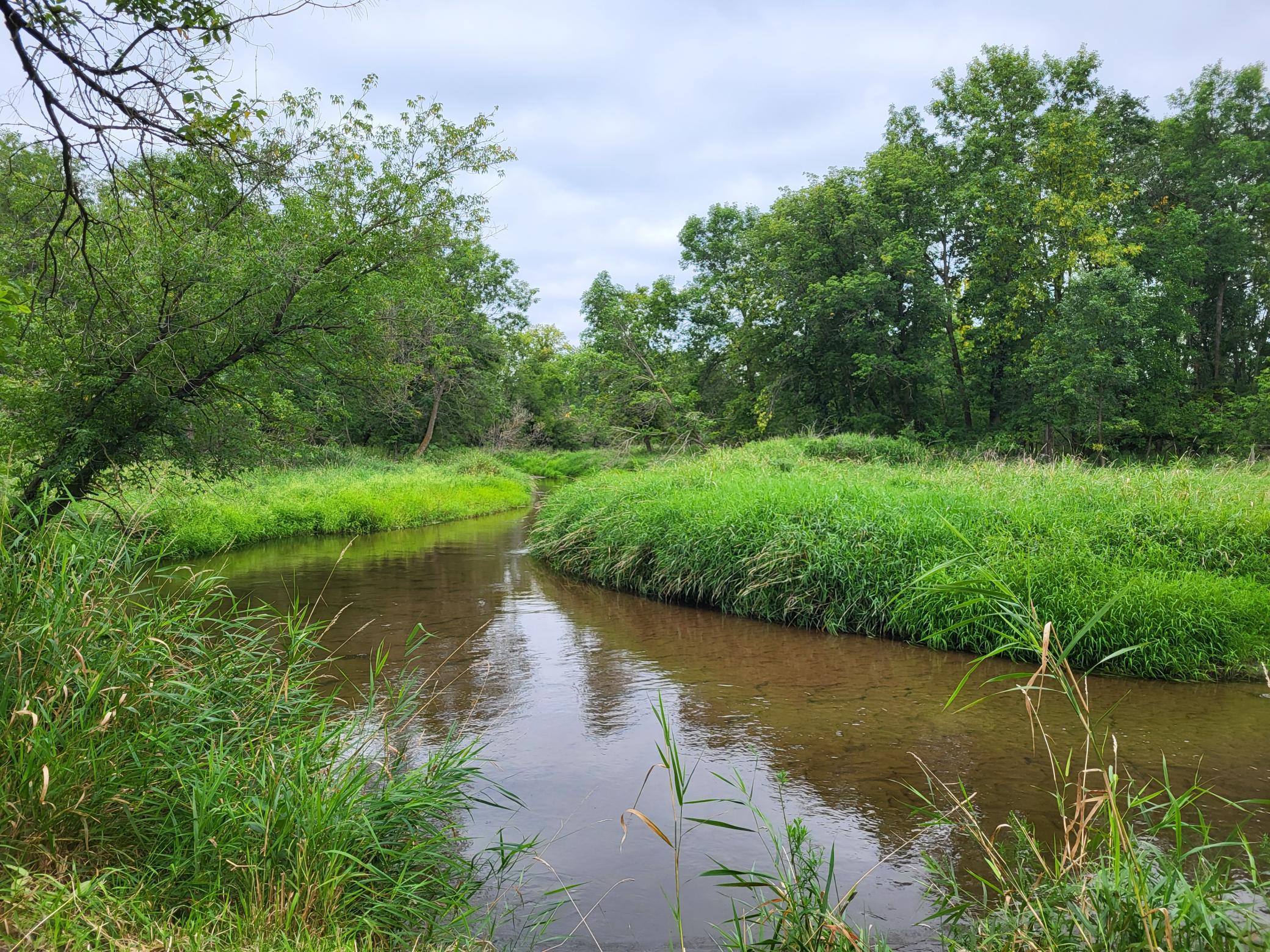 A shallow creek curves through tall green grasses and wooded land.