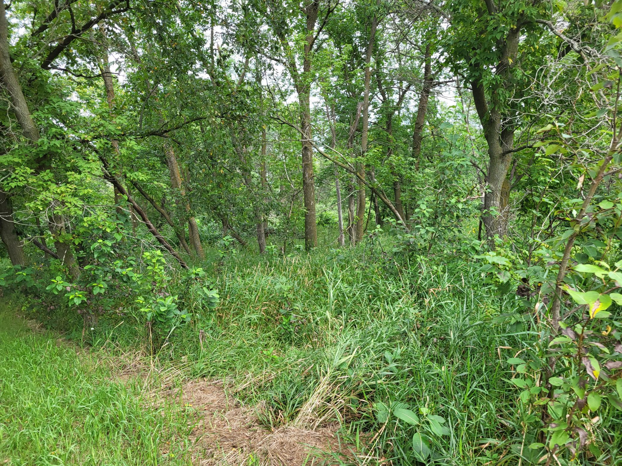 Wooded property with mature trees, dense undergrowth, and a narrow grassy opening.