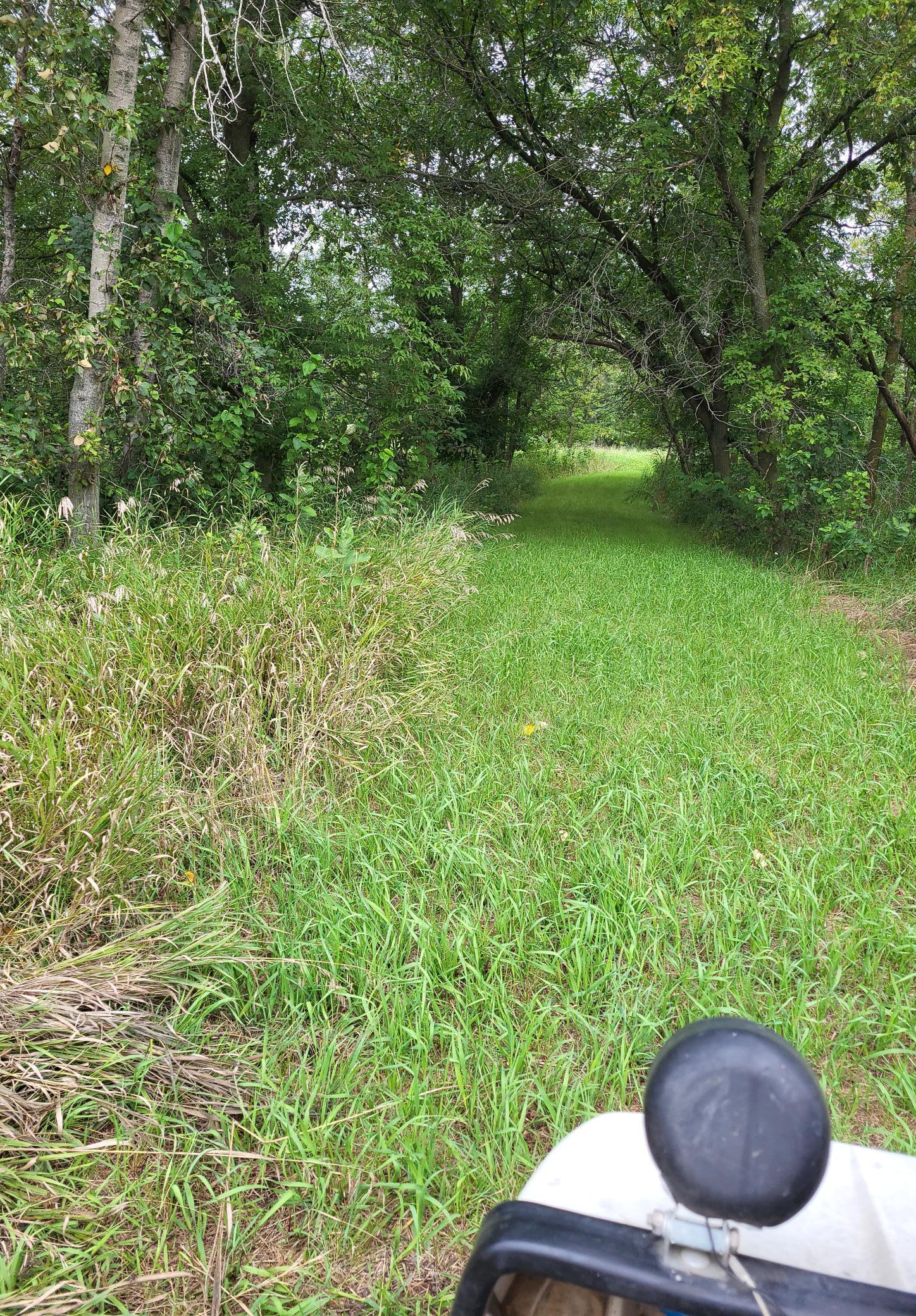 Grassy trail winding beneath mature trees, with tall grass and part of a vehicle in the foreground.